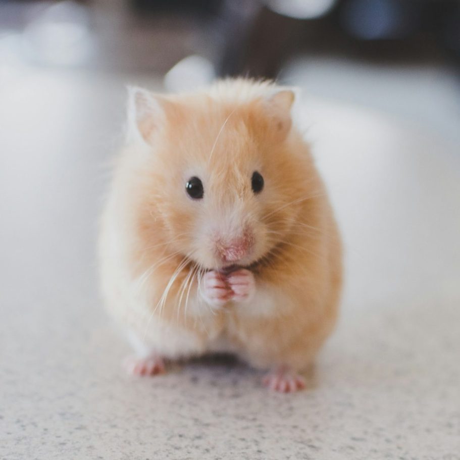 A small tan hamster with tiny paws, standing on a light surface.