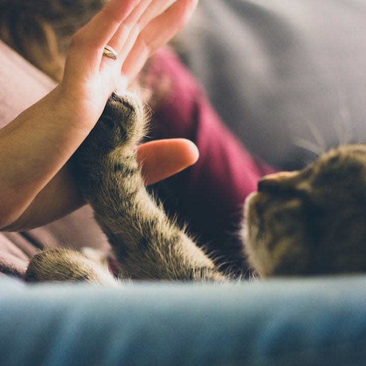 A person and a cat gently touching paws and hand on a sofa.