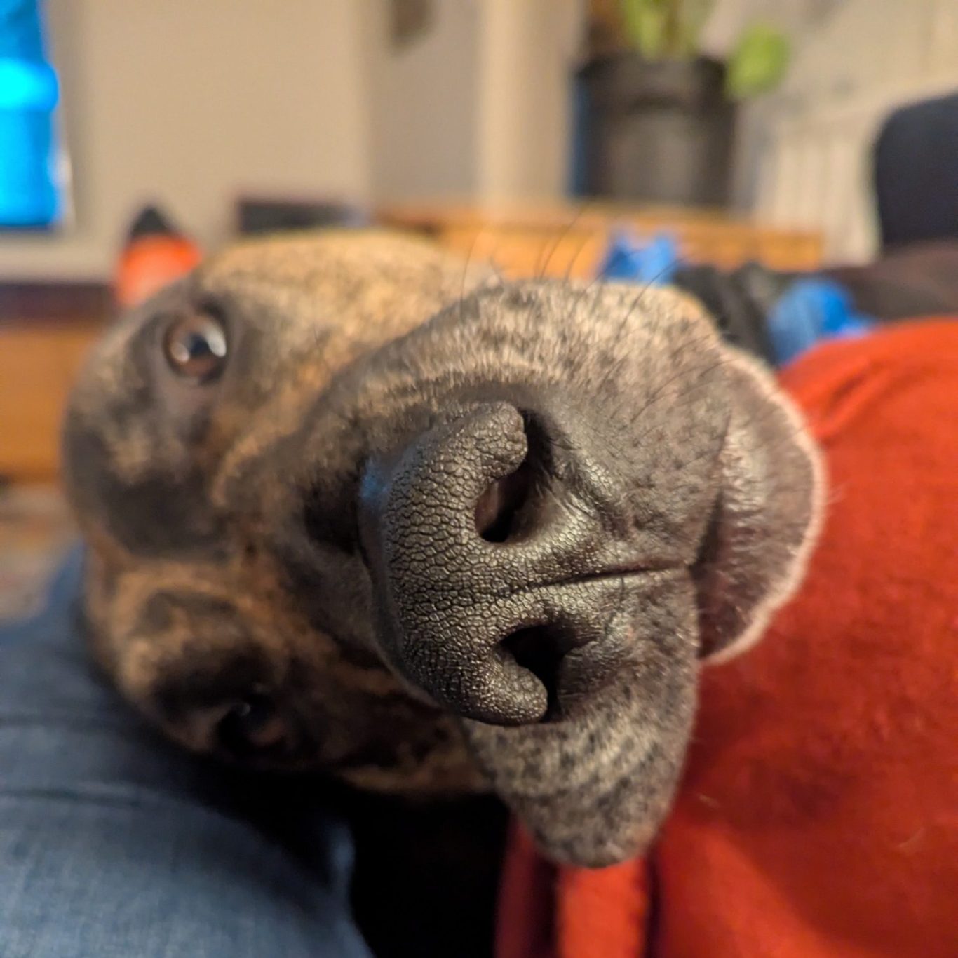A close-up of a dog relaxing on a person's lap, with a calm expression.